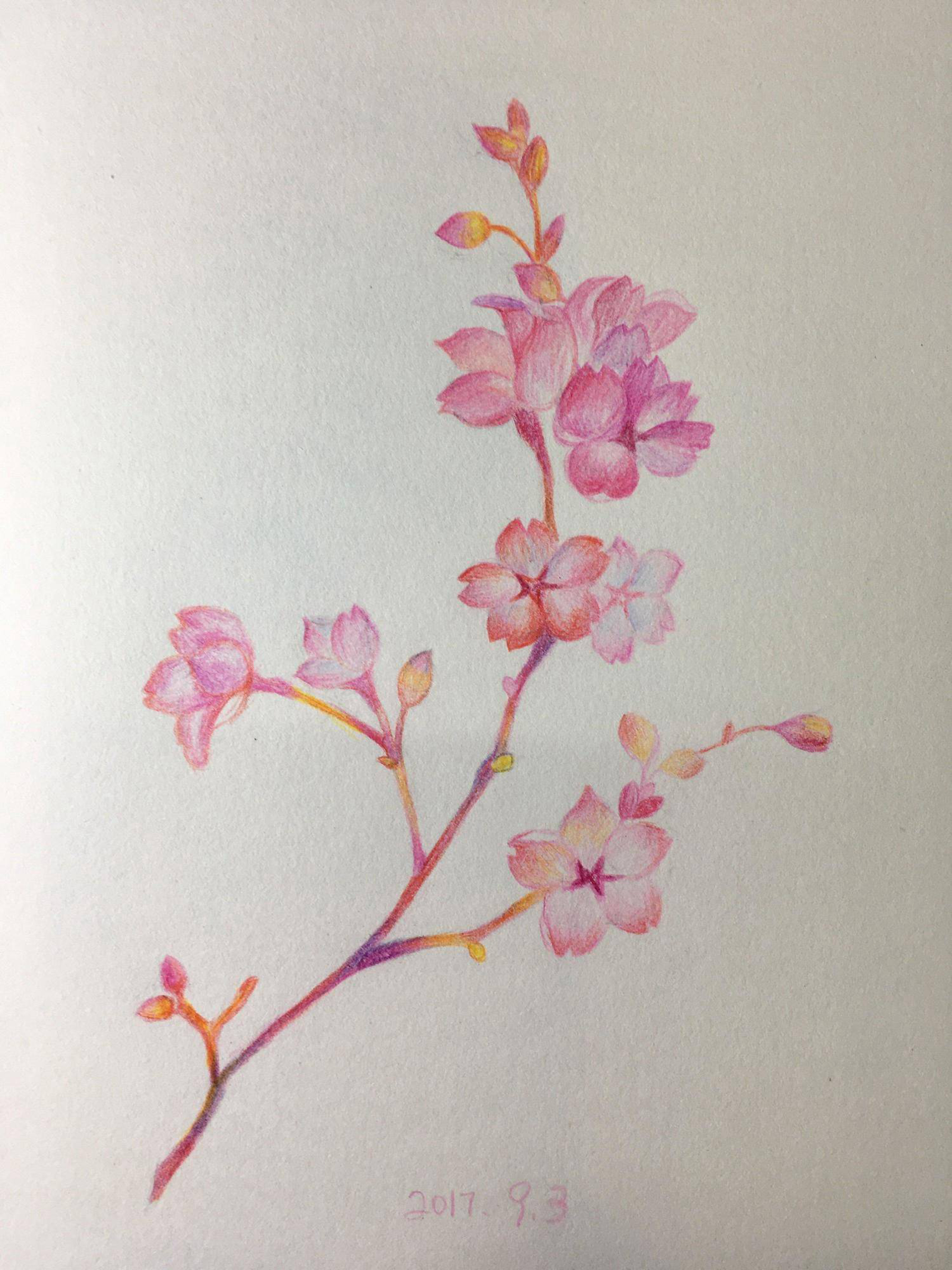 一支花_彩铅_宝甄网