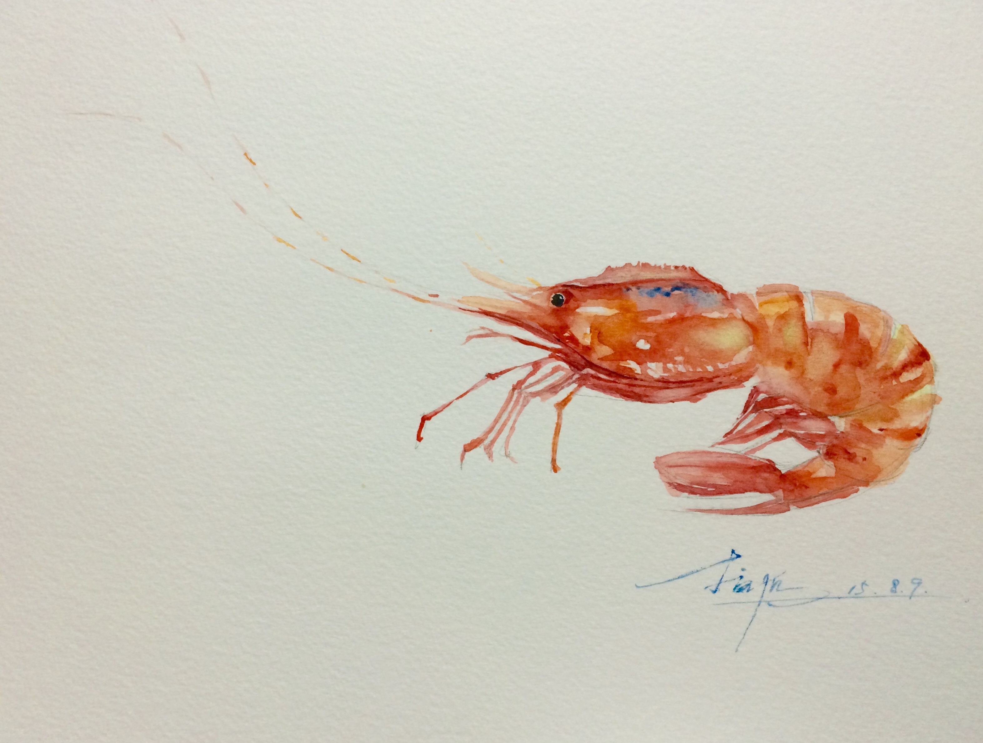 虾_水彩_宝甄网