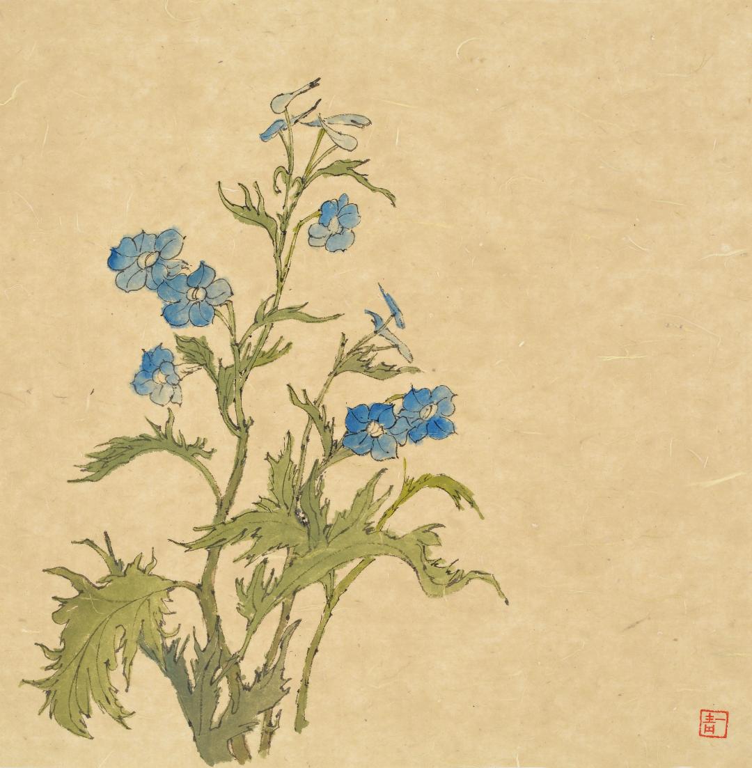 翠雀花