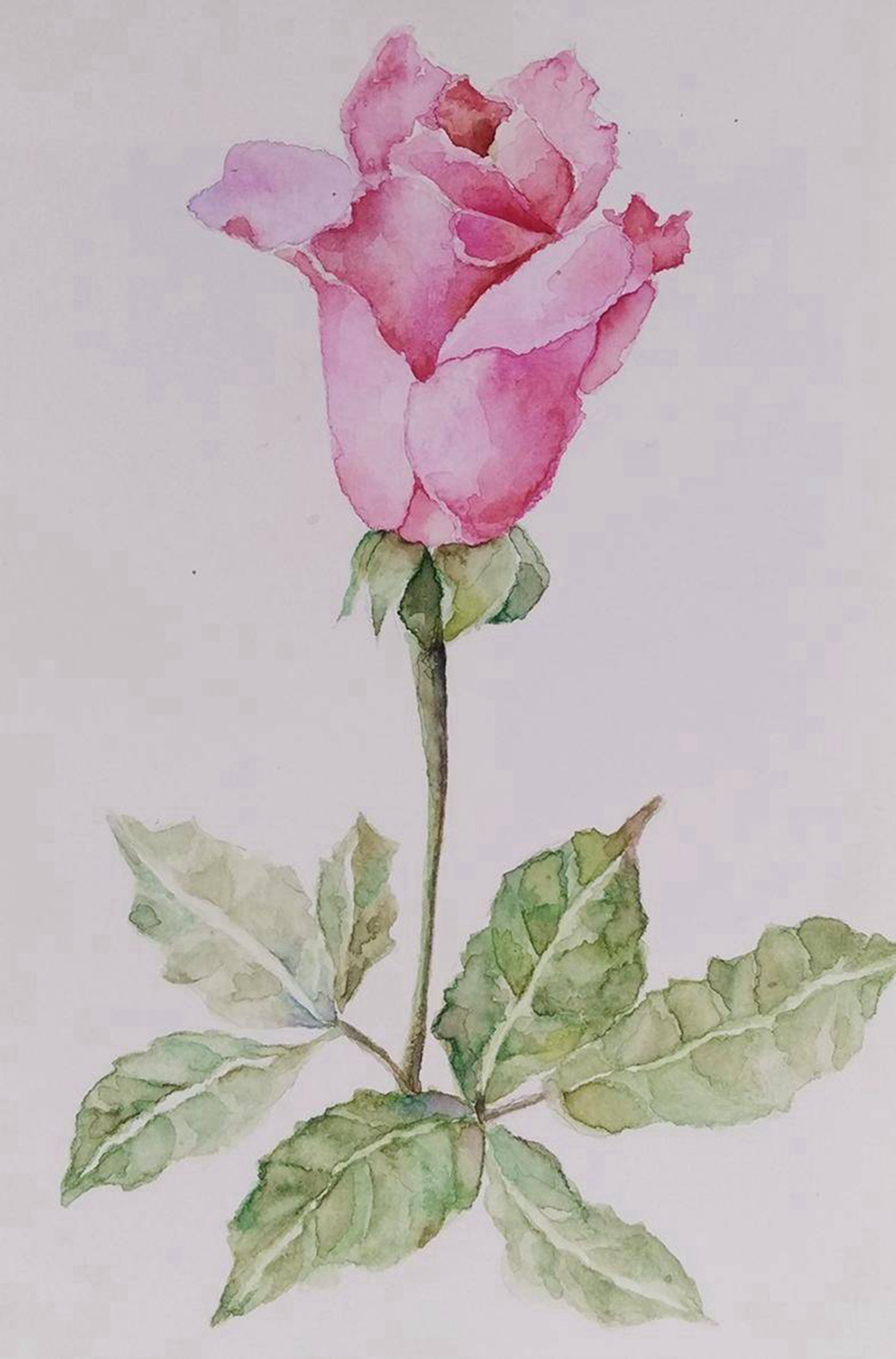 一枝_纸本水彩_水彩_宝甄网